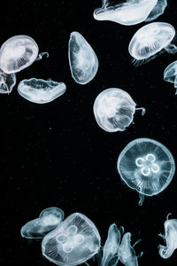 View of jellyfish in sea