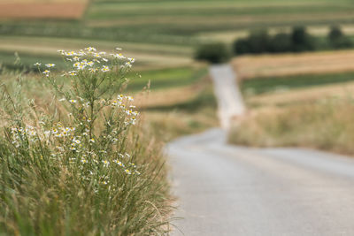 Plant growing on field