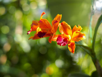 Close-up of red flowering plant