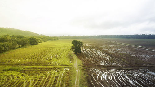 Scenic view of agricultural field against sky