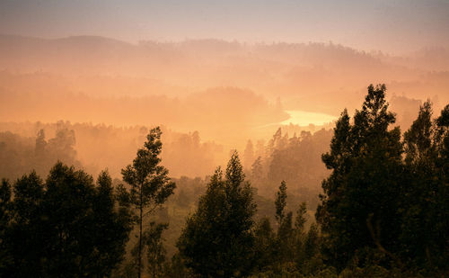 Trees in forest against sky during sunset