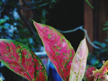 Close-up of pink flowering plant