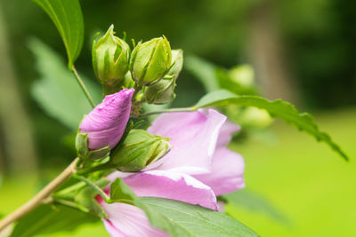 Close-up of pink flowering plant