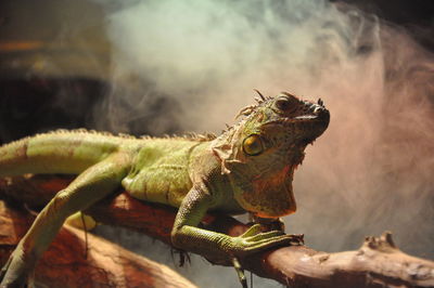 Close-up of lizard on branch