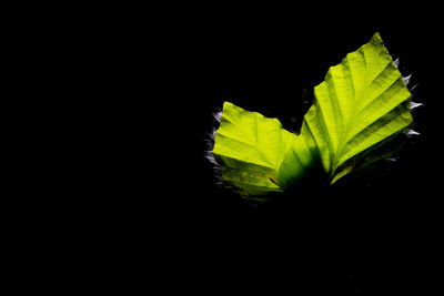 Close-up of leaf over black background