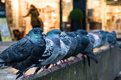 Close-up of pigeons perching in city