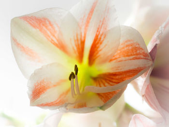 Close-up of white flower