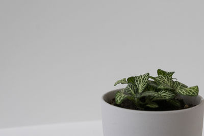 Close-up of potted plant against white background