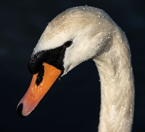 Close-up of swan