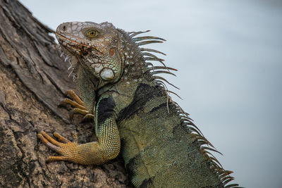 Close-up of iguana on tree against sky