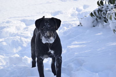 Dog on snow field against sky