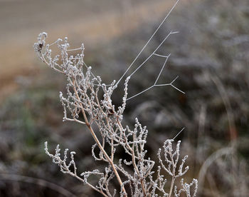 Close-up of dead plant during winter