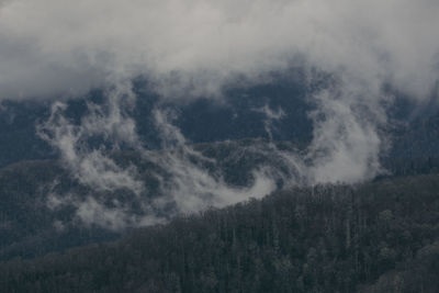 Low angle view of trees in forest against sky