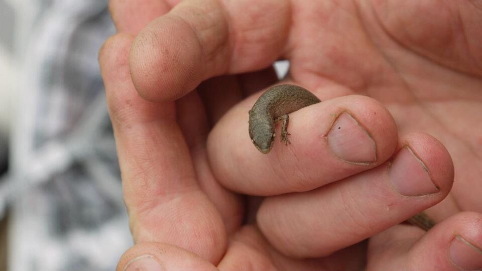 CLOSE-UP OF HAND HOLDING TURTLE