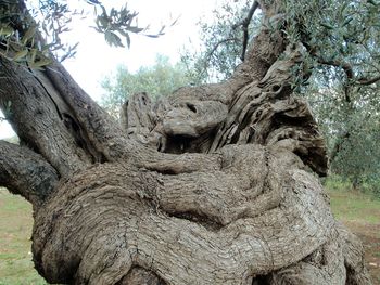 Low angle view of tree trunk against sky