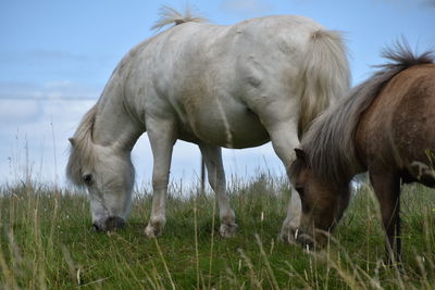 Horses grazing in the field