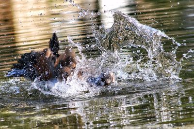 View of ducks swimming in lake