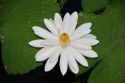 Close-up of white flower in lake