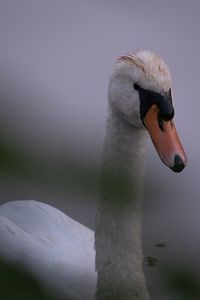 Close-up of swan in lake