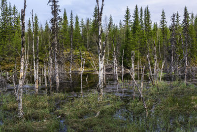 View of trees in forest