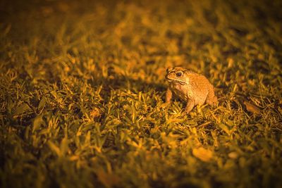 Close-up of a lizard on grass