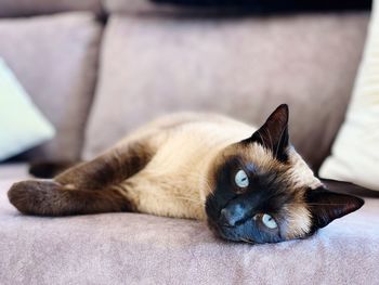 Close-up portrait of a cat resting on sofa