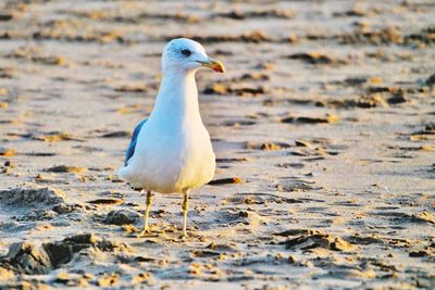 Seagull perching on a beach
