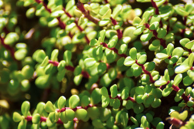 Close-up of fresh green plant