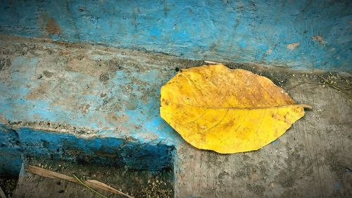 Close-up of yellow leaf