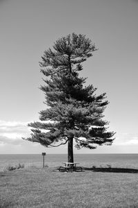 Tree on field against sky