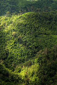 Full frame shot of green landscape