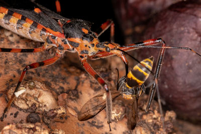 Close-up of insect