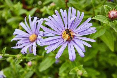 Close-up of bee pollinating on purple flower