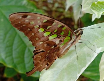 Close-up of butterfly on leaf