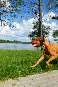 Dog standing on grass by plants against sky