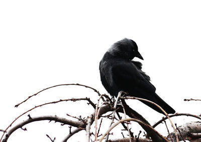 Low angle view of crow perching on dead plant against clear sky