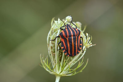 Close-up of butterfly pollinating on flower