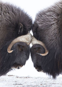 Close-up of a horse on field