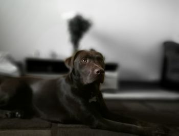 Dog looking away