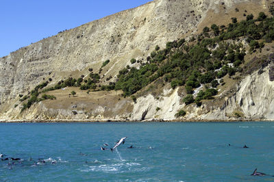 Dolphins swimming in sea against clear sky