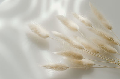 Close-up of white feather on plant