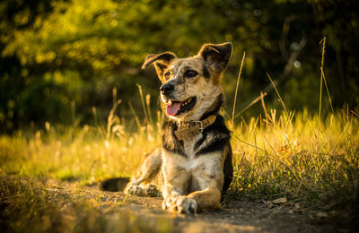 Portrait of dog sitting on field