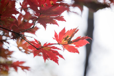 Close-up of maple leaves on tree