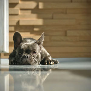 Portrait of a dog on floor