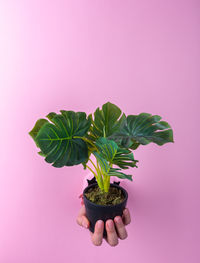 Close-up of hand holding plant against wall