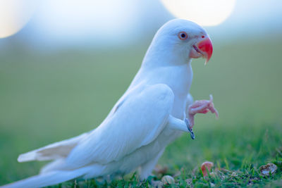 Close-up of bird