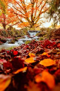 Autumn leaves on field