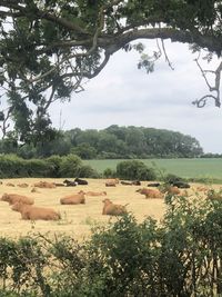 Scenic view of agricultural field against sky