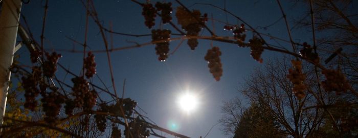 Low angle view of trees against clear sky