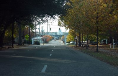 Empty road along trees in city